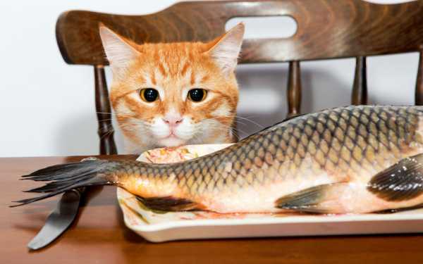 Кот проворовался и стащил рыбку у соседки, но потом искупил свою вину и принес ей на крыльцо маленький «подарок»
