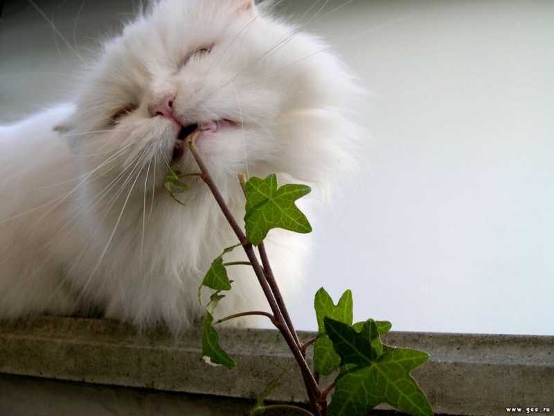 От каких домашних растений лучше избавиться, если живешь с котом?