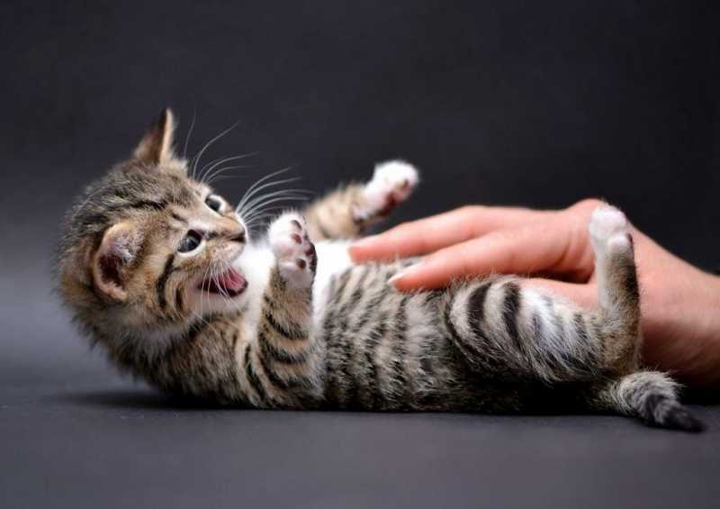 Почему кошки не любят, когда трогают их живот?