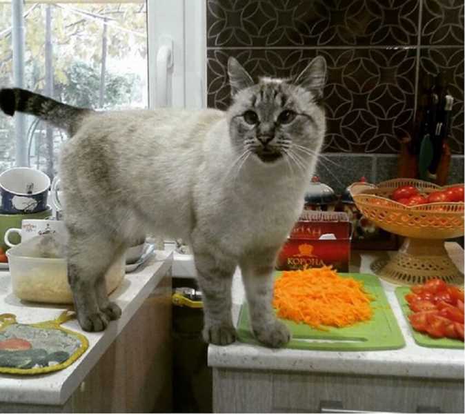 Как отучить кошку лазить по столам?