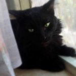 Приметы и предрассудки про чёрных кошек