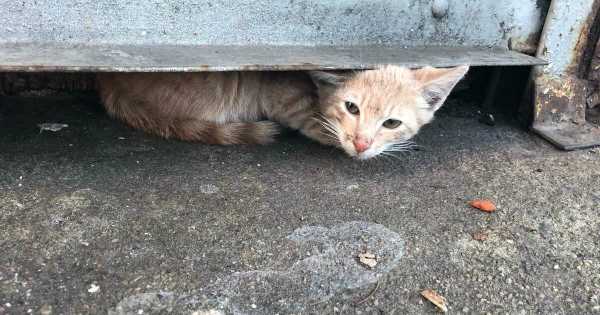 Спасательная операция - кот сидел под контейнером и боялся выйти, а девушка не хотела оставлять его там