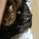 Бродячая кошка принесла женщине, которая подкармливает бездомных кошек, маленький сюрприз