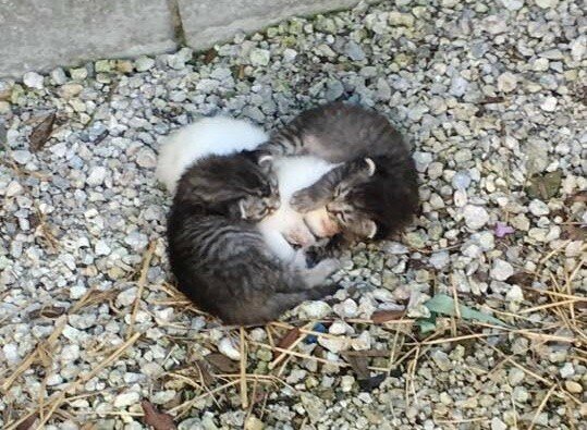 Два маленьких котенка тесно жались к маленькому белому комочку - они пытались согреть свою ослабевшую сестренку