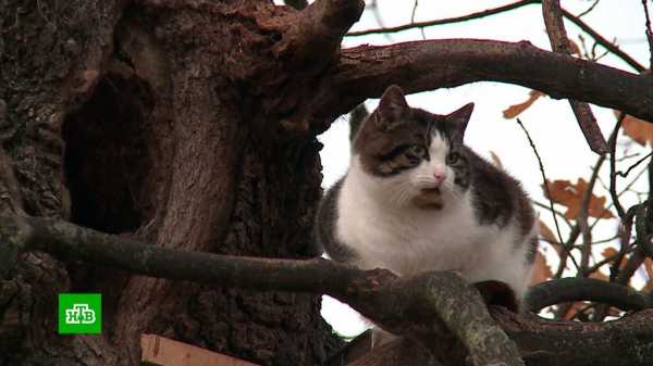 Он выбрал иной путь: родился в дупле, живет на дереве – история уникального «древесного» кота Бориса