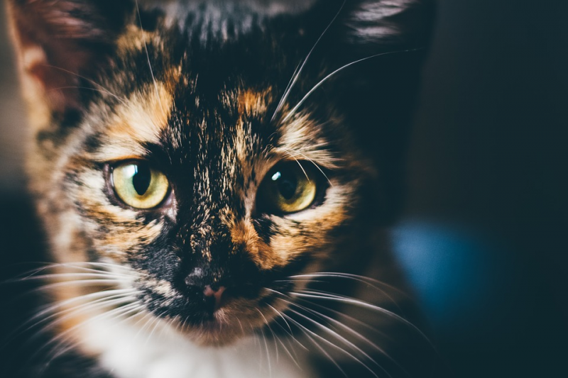 Правда ли, что кошки приходят в нашу жизнь не случайно?