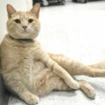 Котик-сиделка - в больнице провели интересный эксперимент с котом, который помогал пациентам побороть болезни
