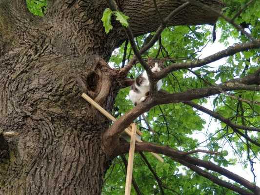 Он выбрал иной путь: родился в дупле, живет на дереве – история уникального «древесного» кота Бориса
