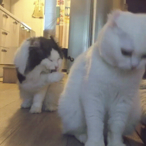 Смешные коты, которые поднимают настроение #183