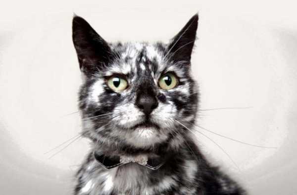 7 лет это был обычный черный кот, а потом с его внешностью произошли невероятные изменения