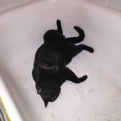 Кот решил искупаться в ванне своей хозяйки – теперь его шерсть выглядит очень необычно