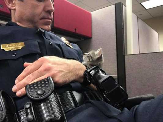 Маленький бездомный котенок «отработал» смену с патрульным полицейским – после этого они уже не могли друг без друга