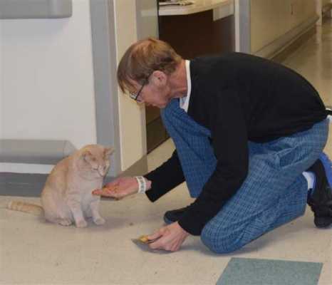 Котик-сиделка - в больнице провели интересный эксперимент с котом, который помогал пациентам побороть болезни