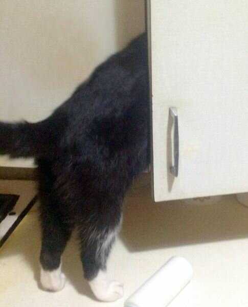 Как наш кот Микки учился открывать дверцы (фотоулики с места "преступления")