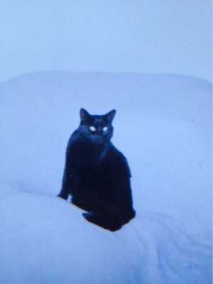 7 лет это был обычный черный кот, а потом с его внешностью произошли невероятные изменения