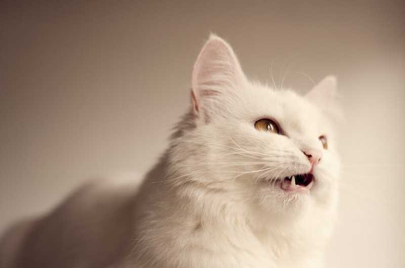Ошеломляющее разочарование или почему кошки "щебечут"?