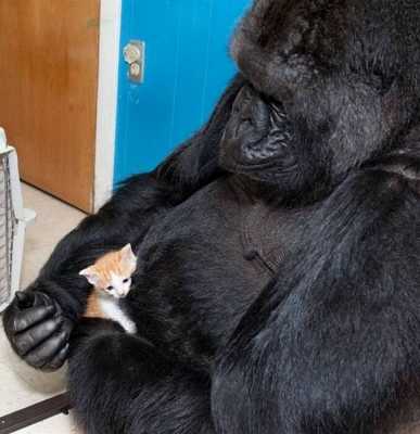 У гориллы не было родных детей, и на День Рождения ей подарили коробку с котятами - что из этого вышло