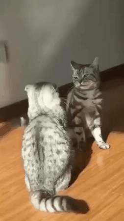 Смешные коты, которые поднимают настроение #194