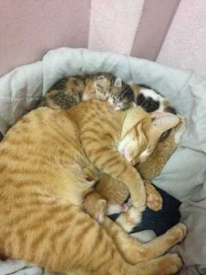 Невероятно трогательная любовь и забота за родившей кошкой и котятами молодого папы-кота - людям стоит поучиться
