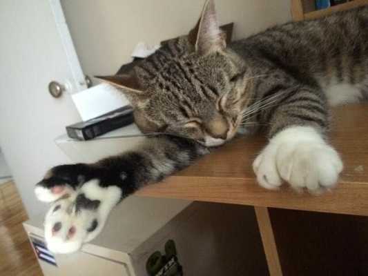 Лучший в мире кот-массажист - судьба необычного птомца с 27-ю пальчиками на лапках, которого взяли из приюта