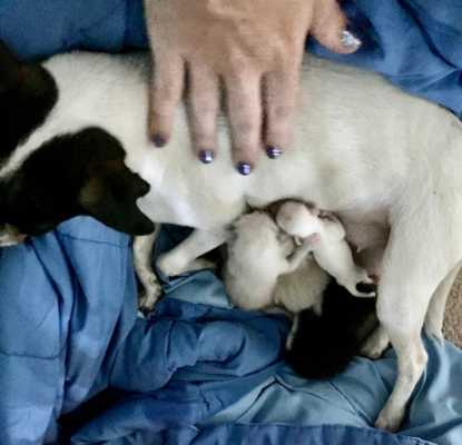 Они нашли друг друга - спасенная собака выкормила потерявших маму котят своим молоком и воспитала их