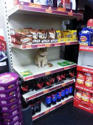Кот пробрался в супермаркет, его оттуда прогнали, но он и не подумал оступать и пришел снова. Почему его так тянуло туда?