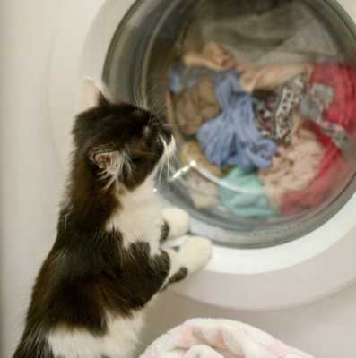 Котенок спрятался в куче белья, а хозяйка не заметила и отправила его в стиральную машину - чем все закончилось для животного?