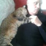 Мужчина, не любивший кошек, спал после операции дома, а когда проснулся, на нем лежал кот - откуда он взялся