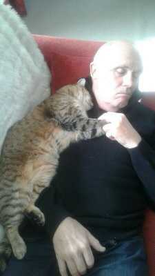 Мужчина, не любивший кошек, спал после операции дома, а когда проснулся, на нем лежал кот - откуда он взялся
