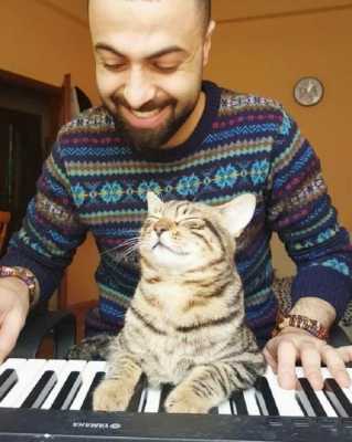 Музыкант спас и приютил 9 котов – теперь каждую ночь, когда он играет, они дарят ему вдохновение