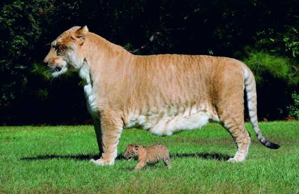 Настоящий исполин - самый крупный котик на Земле по состоянию на 2020-ый год - кто он и какие у него размеры?