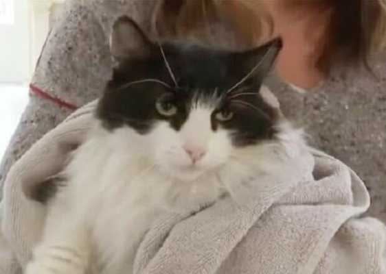 Случайное знакомство и беседа помогли хозяйке найти свою кошку, которая потерялась больше года назад