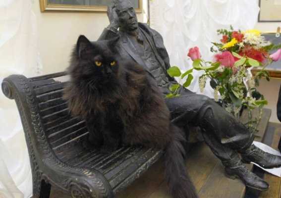 Украли и нанесли психологическую травму - конец карьеры кота Бегемота, 13 лет остлужившего в музее