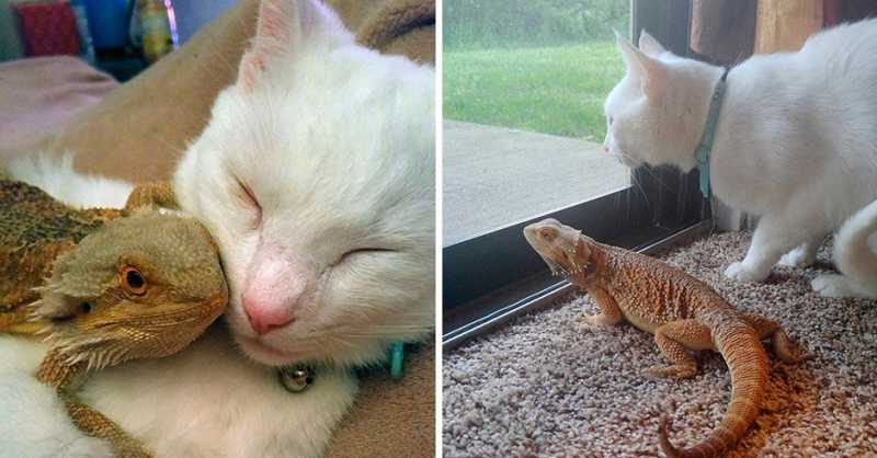 Дружба крепкая: кошки и их необычные друзья