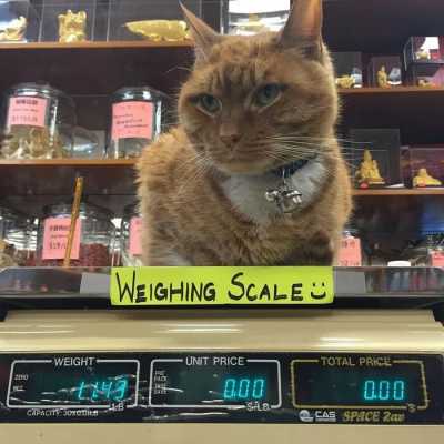Лучший работник магазина - кот приходит в магазин каждый день уже на протяжении 9 лет - зачем ему это?