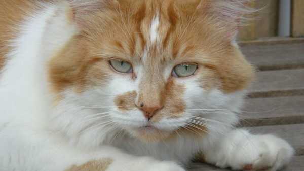 Печальные новости из Британии - там скончался старейший из ныне живших котов в мире