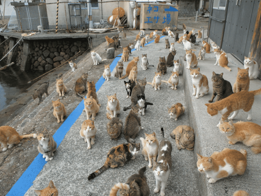 Жители "кошачьего" острова Аосима попросили у людей помощи для котиков - вскоре остров был завален кошачьими кормами