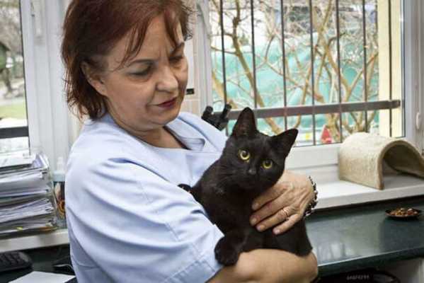 Кота вытащили с того света - теперь он живет в ветеринарной клинике и помогает другим животным поправиться