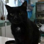 Кота вытащили с того света - теперь он живет в ветеринарной клинике и помогает другим животным поправиться