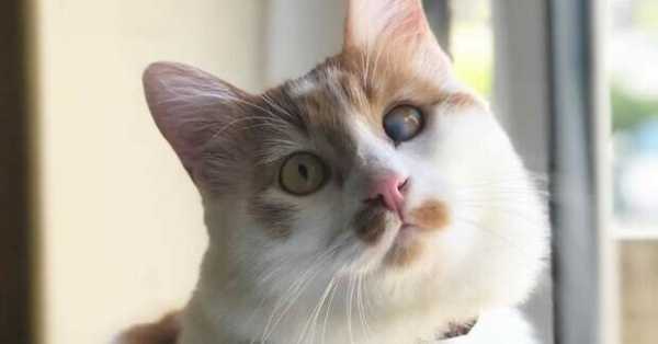 Девушка нашла слепого на один глаз кота в египетском приюте и забрала его с собой в Англию - теперь он счастлив