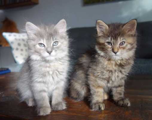 Две маленькие очаровательные кошечки были спасены и отправлены в приют - они не могут жить друг без друга и все делают вместе