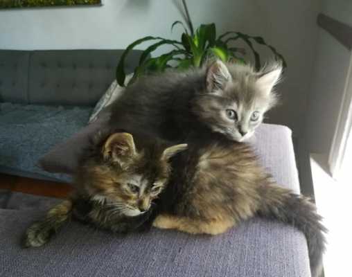 Две маленькие очаровательные кошечки были спасены и отправлены в приют - они не могут жить друг без друга и все делают вместе
