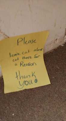 На улице был найден кот с запиской: "Пожалуйста, не трогайте кота. Есть причина, по которой он здесь находится. Спасибо!"