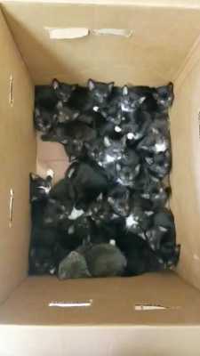 Женщина принесла к приюту большую коробку с котятами и удивила всех сотрудников - там сидело 39 малышей