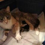 Хозяева отнесли беременную кошку в приют, не желая заниматься с ней - она родила 4 котят, а один был очень необычным