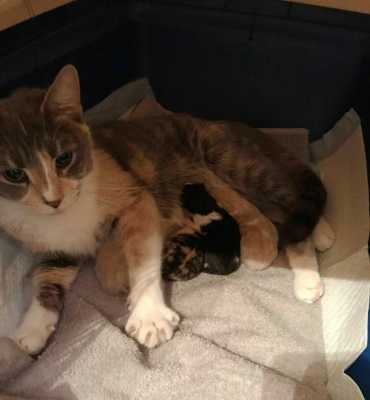 Хозяева отнесли беременную кошку в приют, не желая заниматься с ней - она родила 4 котят, а один был очень необычным