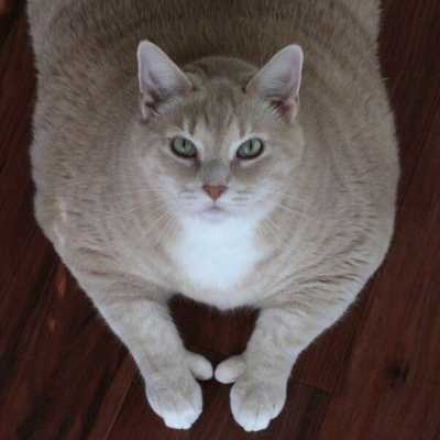 Толстенький котик, весивший 15 кг, сел на диету и стал вести активный образ жизни - теперь он наслаждается жизнью