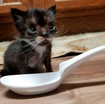 Крошечный котенок размер с ложку долго боролся за жизнь - и пусть он так и не стал большим, он все равно очень милый