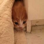 Стерилизованная кошка решила помочь трем бездомным котятам и принесла их своей хозяйке домой под кровать