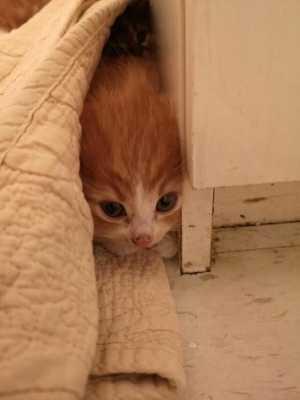 Стерилизованная кошка решила помочь трем бездомным котятам и принесла их своей хозяйке домой под кровать